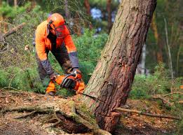 Best Leaf Removal  in USA